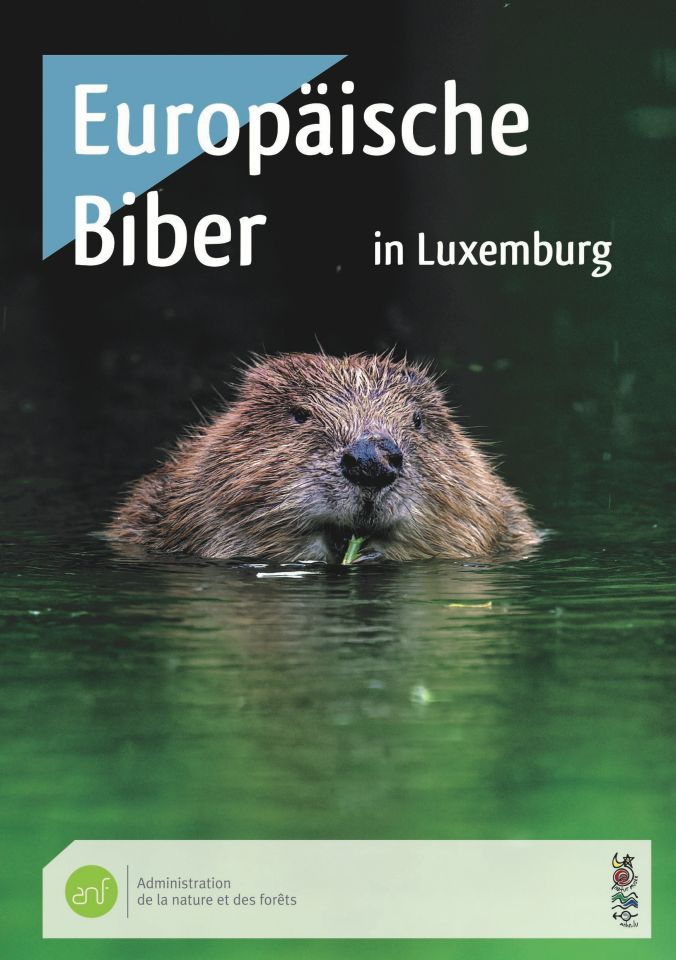 Europäische Biber in Luxemburg: neue Broschüre der Naturverwaltung