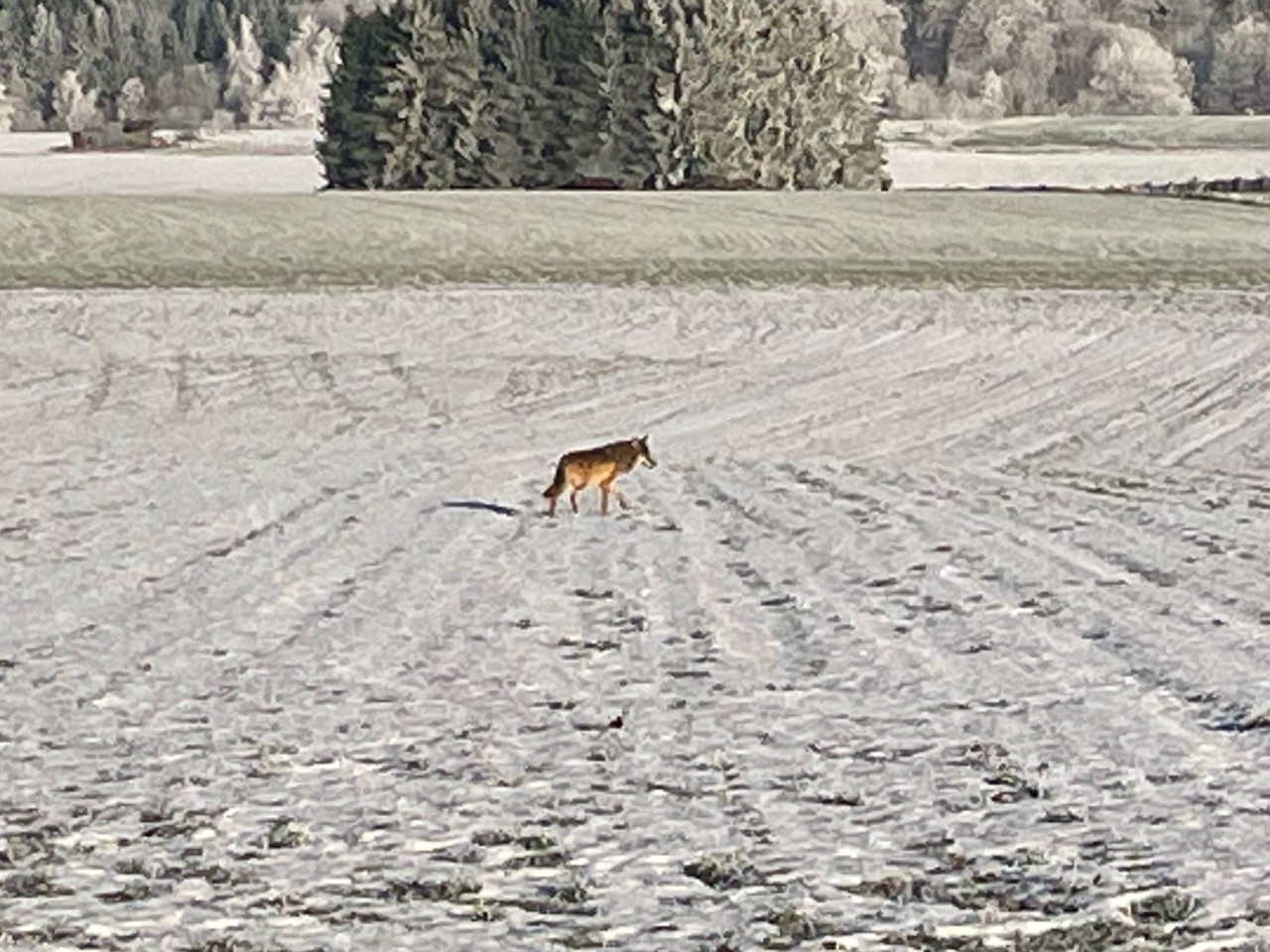 Wolf im Raum Wincrange
