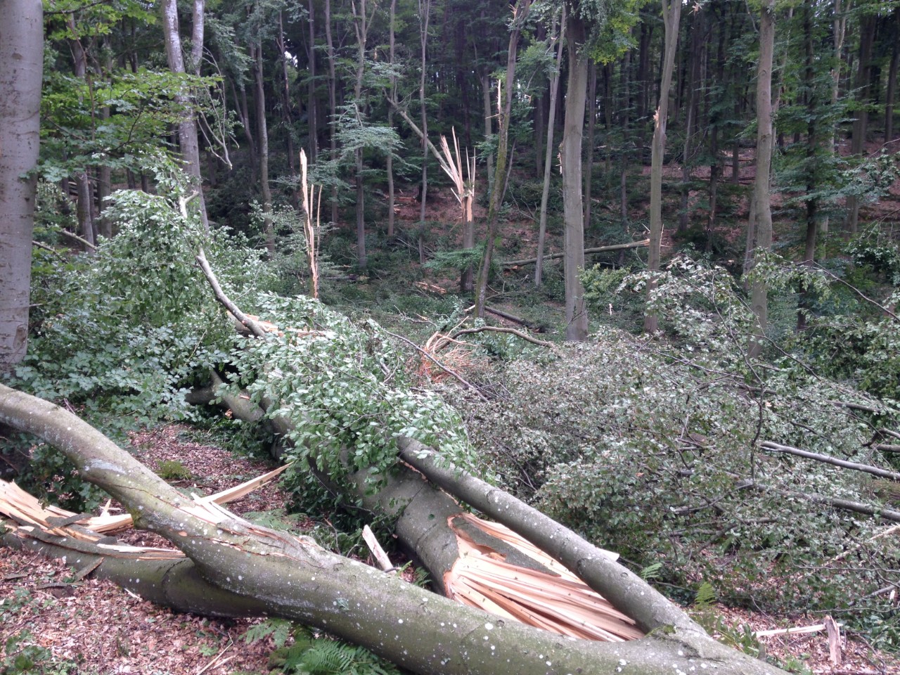 Dégâts après la tempête du 6 juillet 2014
