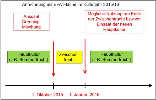 Zwischenfrucht