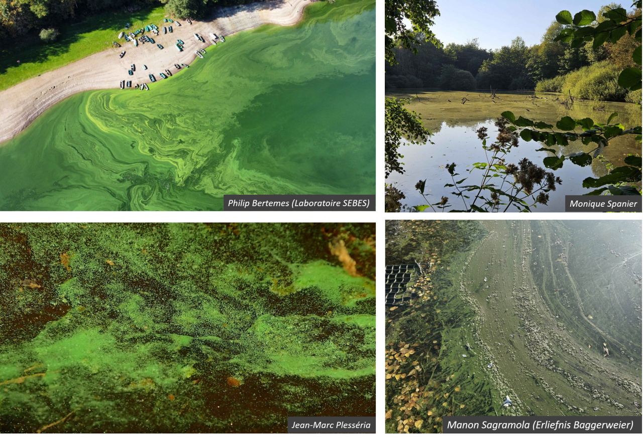 Projet Cyanowatch: quatre photos récompensées